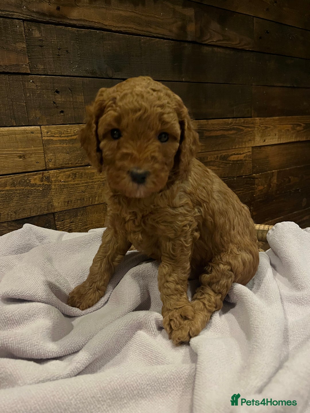 Cockapoo dogs for sale: Cockapoo F1B puppies - Advert 13