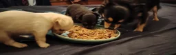 Chihuahua dogs for sale: 2x Chihuahua puppies  - Advert 4