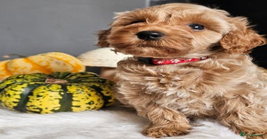 Cavapoo dogs - Advert 9