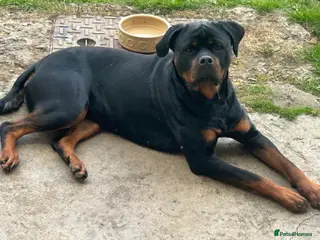 Rottweiler dogs Rottweiler pups - Advert 9