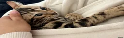 Bengal cats for sale: 🐅Gorgeous 😍One of a Kind Dream Bengal Boy!🐅 - Advert 18