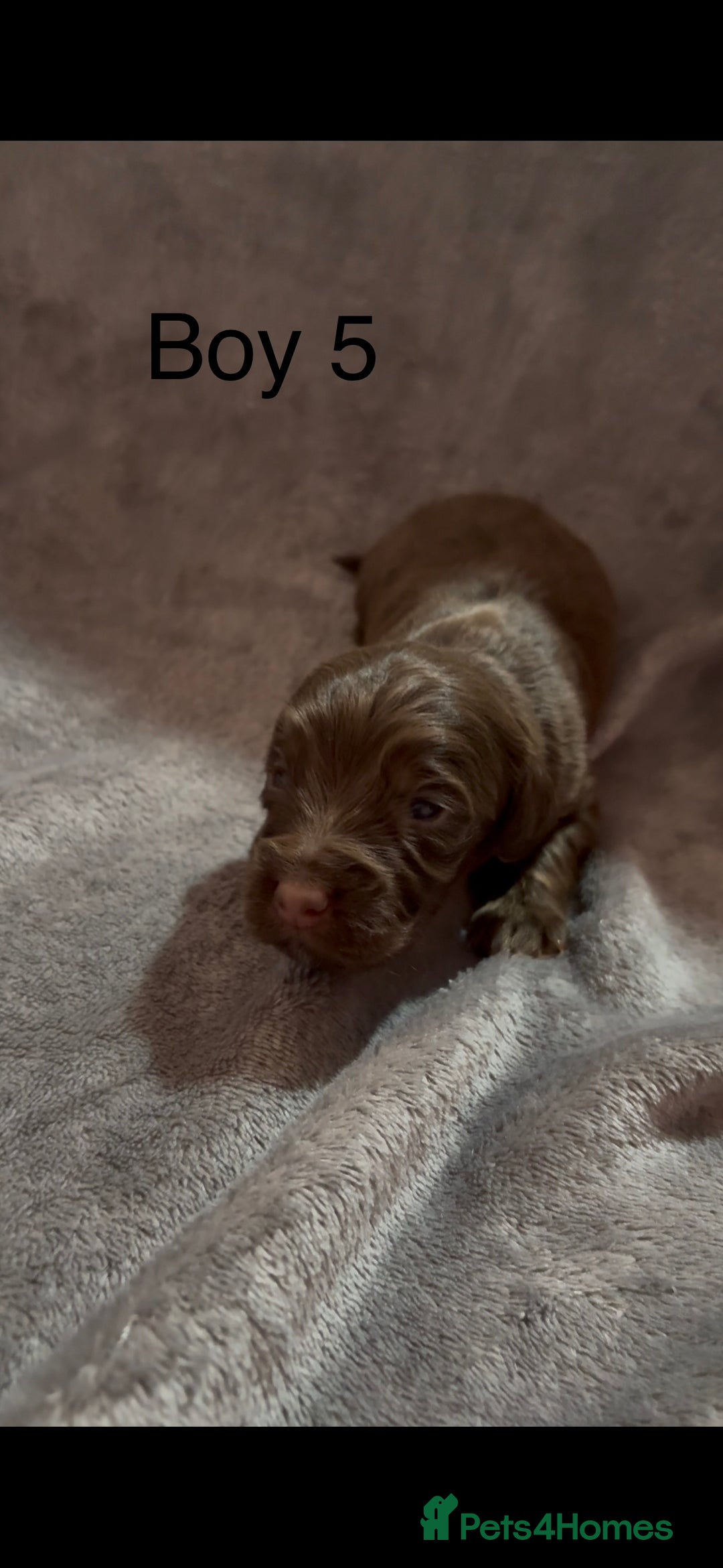 Cockapoo dogs for sale: Cockerpoos F1B - Advert 7