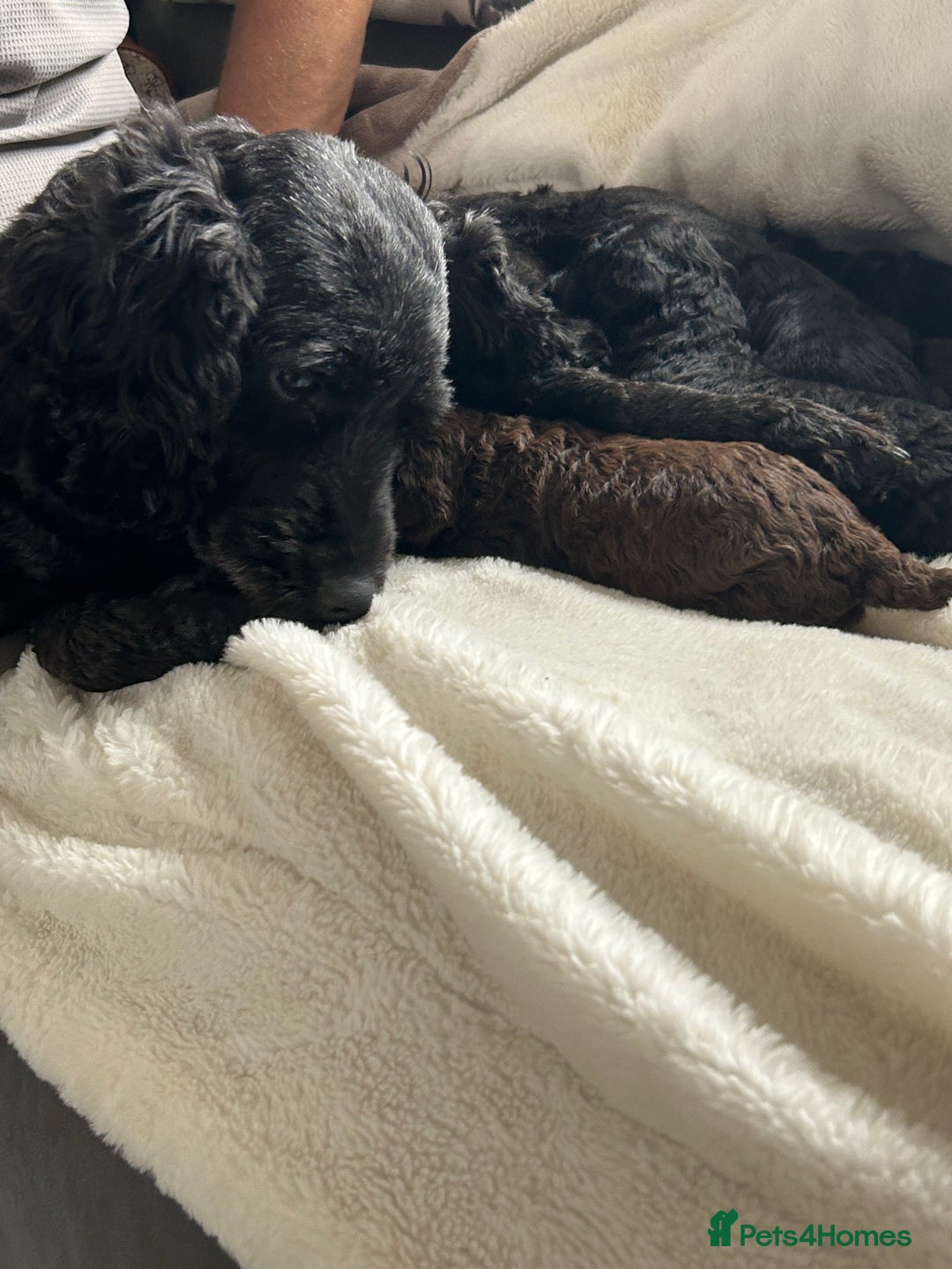 Cockapoo dogs for sale: Beautiful cockapoos - Image 6