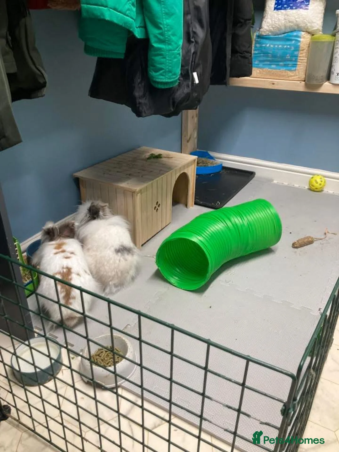 Lionhead rabbits for sale: Bonded Lionhead pair in Sheffield - Advert 5