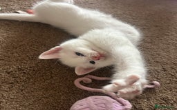British Longhair cats for sale: Stunning friendly kittens - Image 38