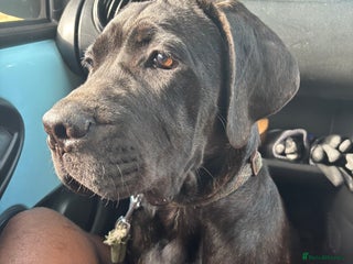 Cane Corso dogs - Advert 16