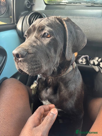 Cane Corso dogs - Advert 3