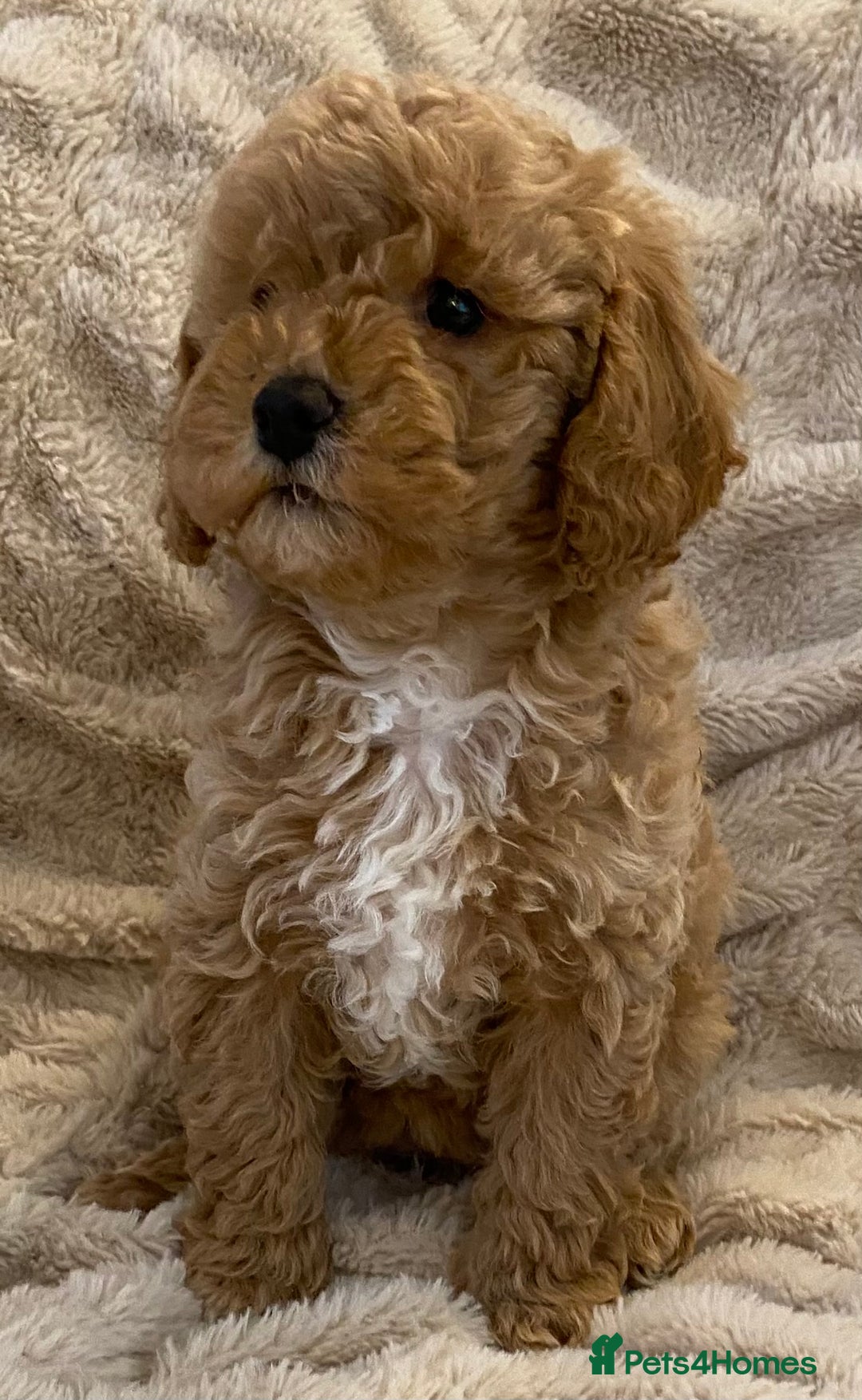Cavapoo dogs for sale: Gorgeous Teddybear Cavapoo Puppies health checked  - Advert 14