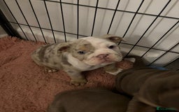 Mixed Breed dogs for sale: ✨ CHARLIE’S ANGELS – BULLDOG GIRLS ✨ - Image 1