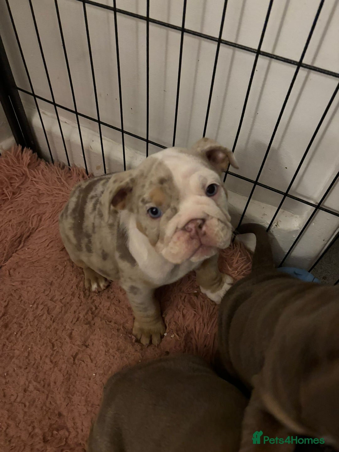 Mixed Breed dogs for sale: ✨ CHARLIE’S ANGELS – BULLDOG GIRLS ✨ - Image 1