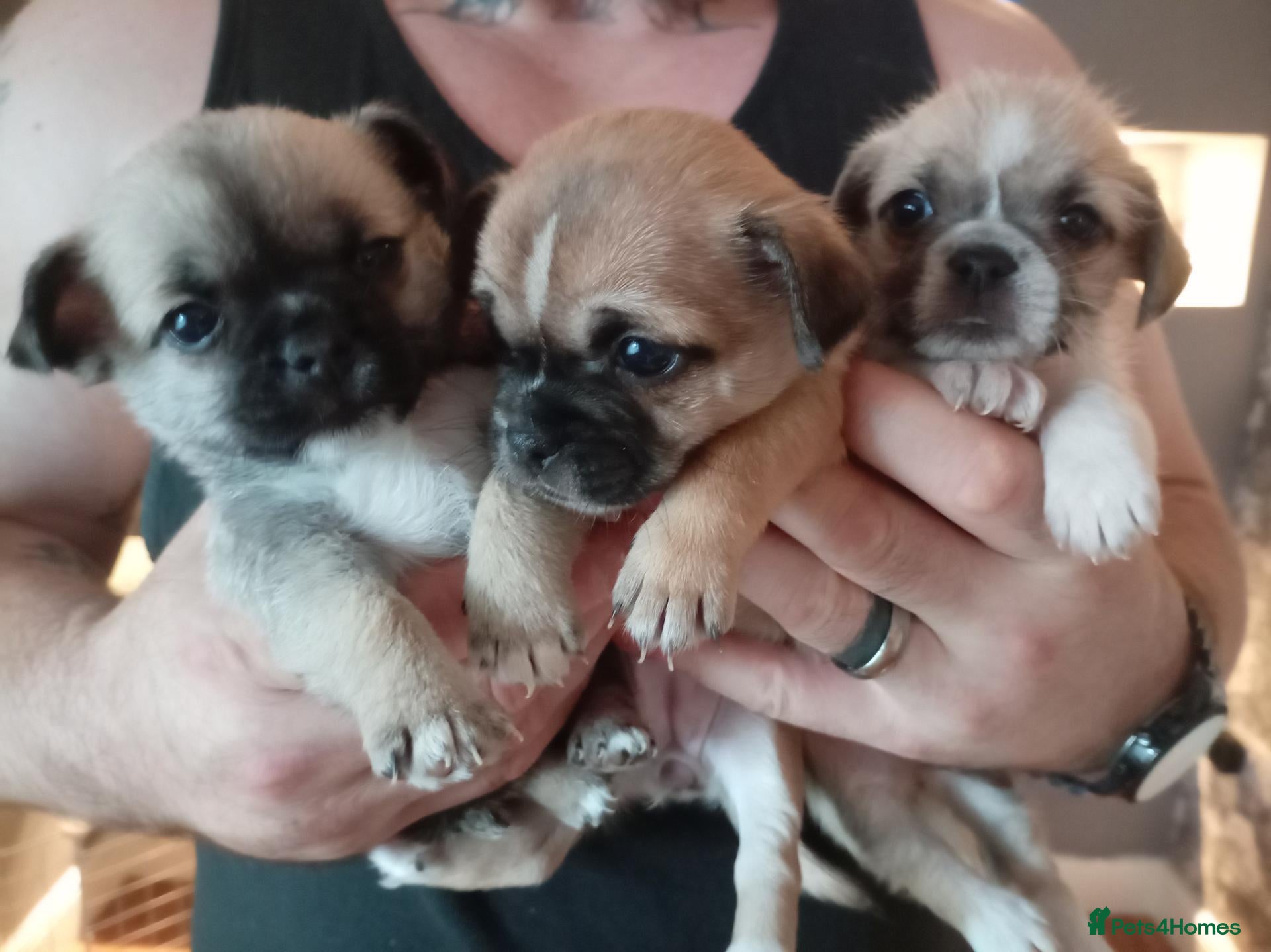 Mixed Breed dogs Chihuahua x Pug Shih Tzu puppies Chihuahua Pug Zu  - Advert 6