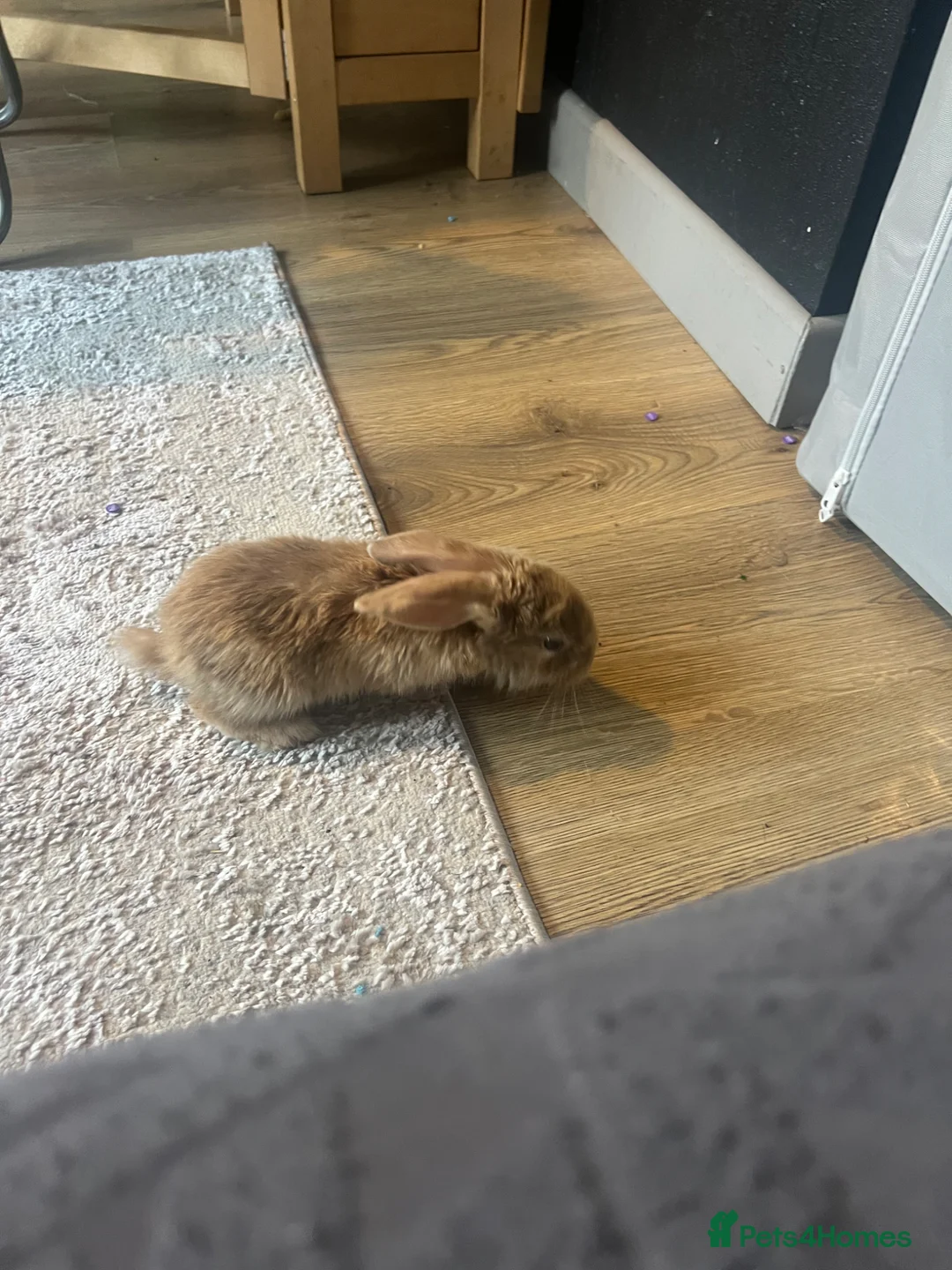 Mixed Breed rabbits for sale: 4 lovely coloured Kits  - Advert 8