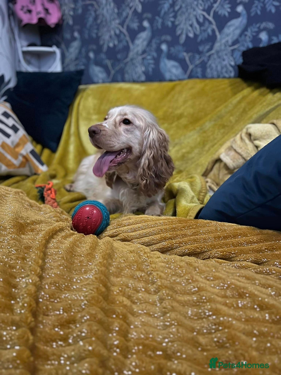 Cocker Spaniel dogs for sale: stunning chocolate and tri kc cocker spaniels - Advert 2