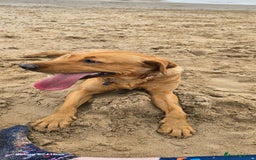 Labrador Retriever dogs for sale: Very loving, loyal fox red labrador for sale - Image 7