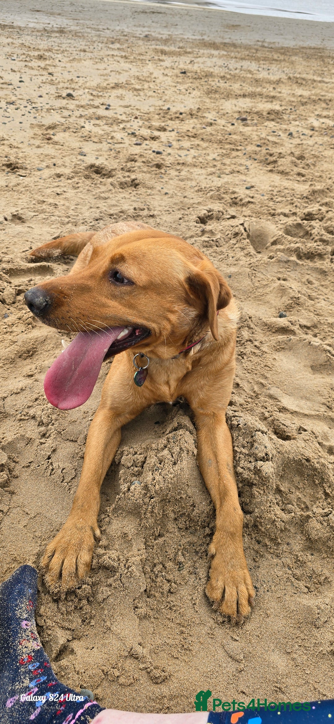 Labrador Retriever dogs for sale: Very loving, loyal fox red labrador for sale - Image 7