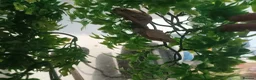Gecko reptiles for sale: Crested gecko and full setup in Newcastle upon Tyne - Advert 5