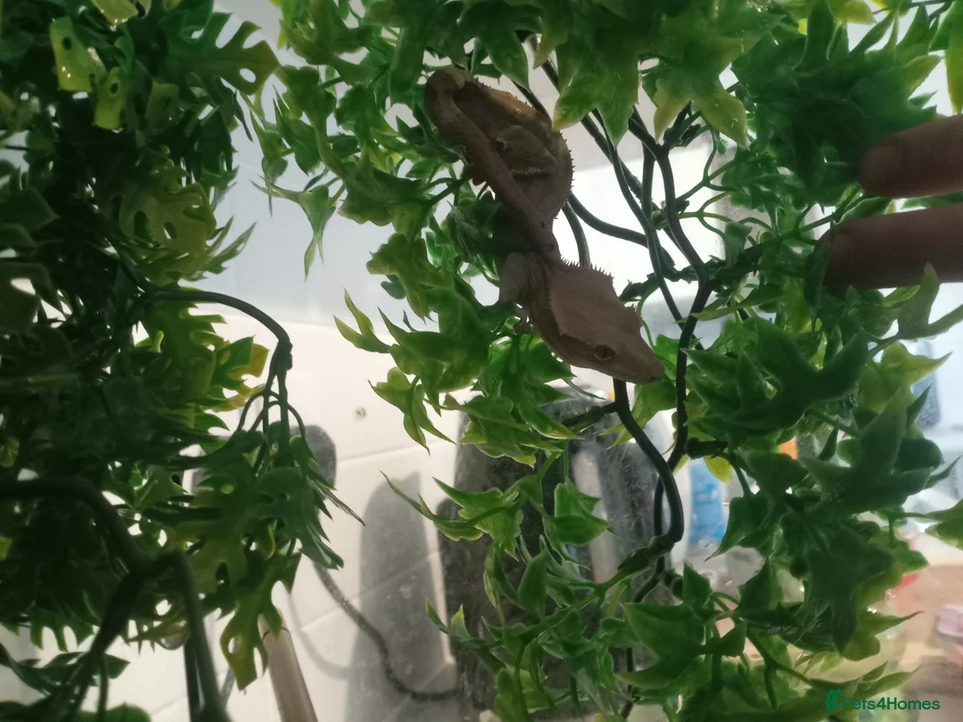 Gecko reptiles for sale: Crested gecko and full setup in Newcastle upon Tyne - Advert 5