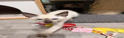 Siamese cats for sale: The Traditional Siamese Team🥰😻 - Advert 7
