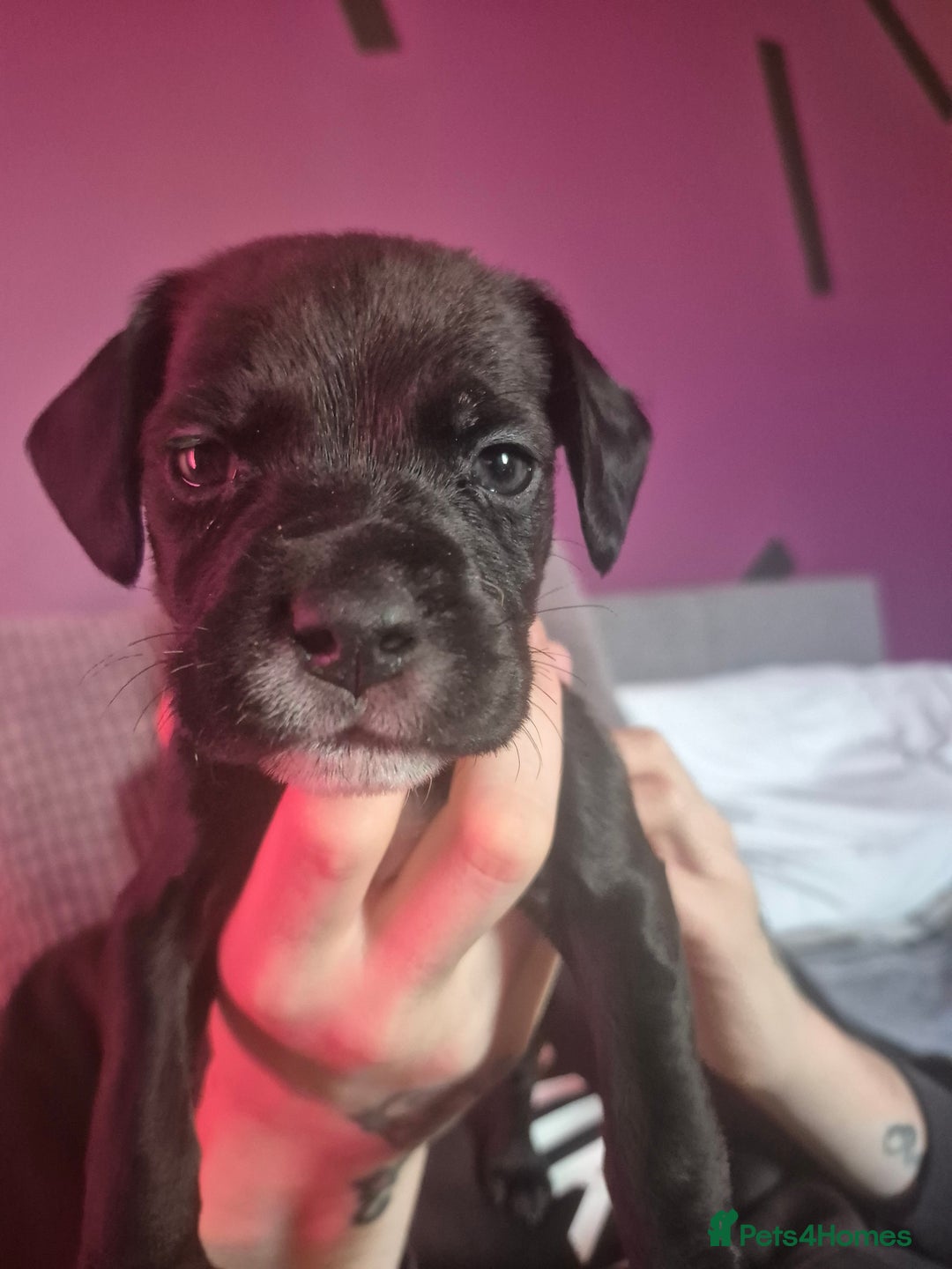 Mixed Breed dogs for sale: Bullmastiff x Springer Spaniel Puppies - Advert 28