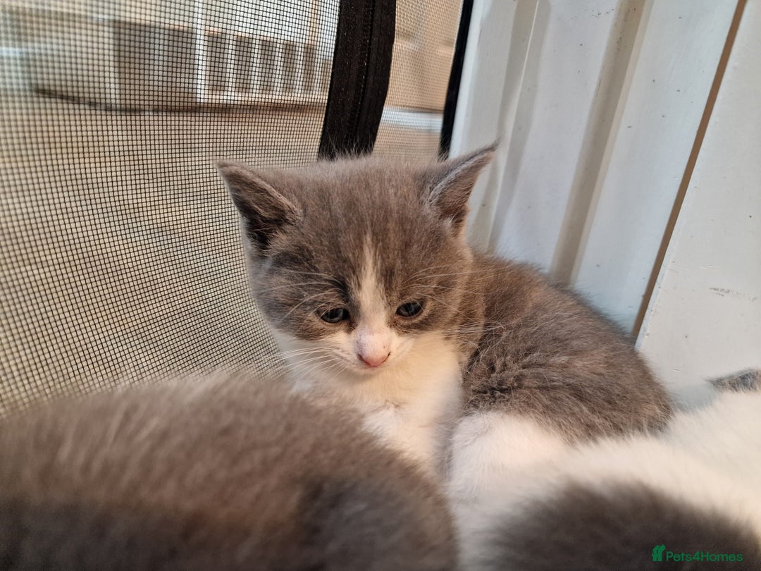 RagaMuffin cats for sale: 3 grey and white female kittens  - Image 10