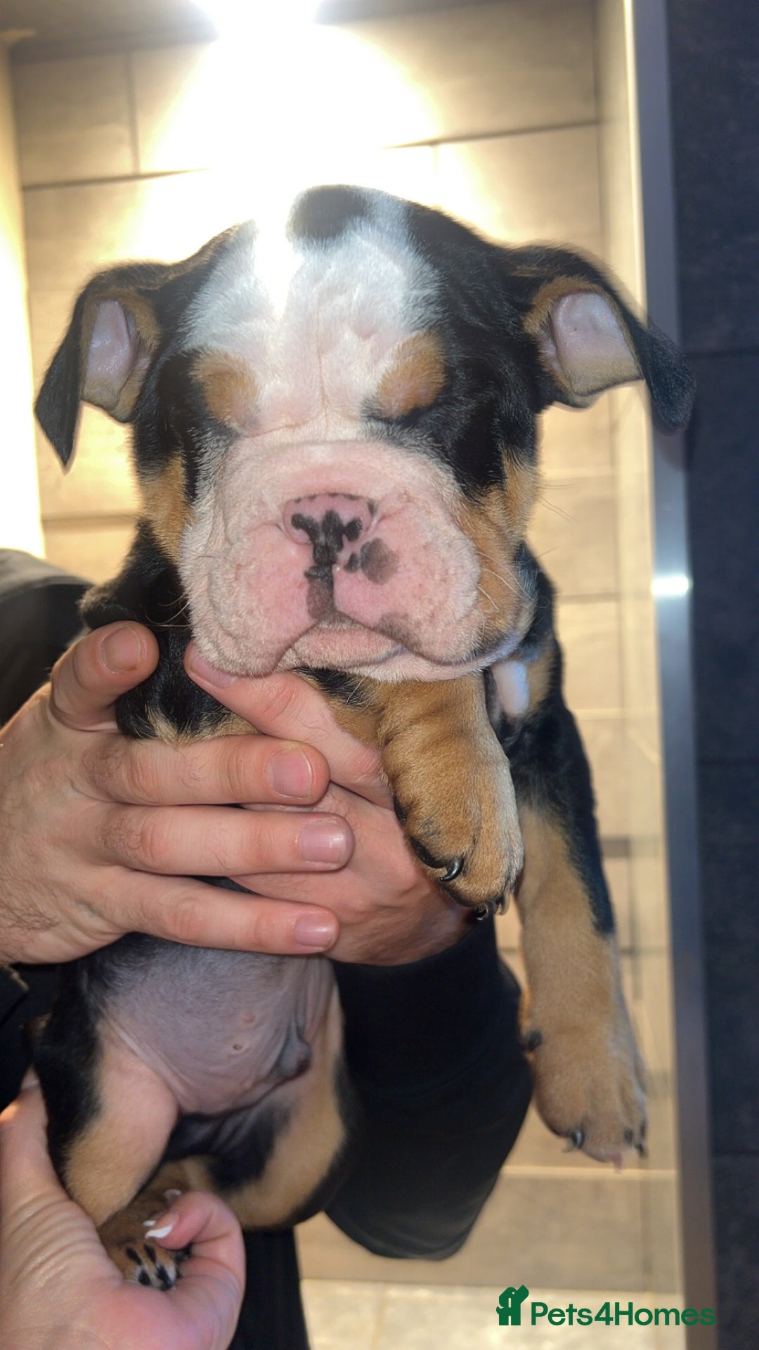 English Bulldog dogs for sale: English bulldog puppy for sale  - Advert 5