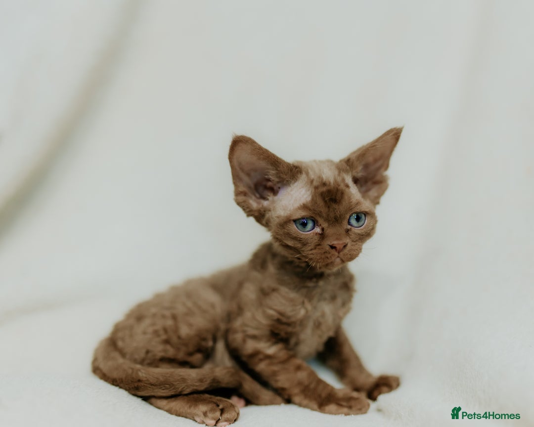 Devon Rex cats for sale: Adorable GCCF Registered DevonRex Kittens FOR SALE - Advert 26