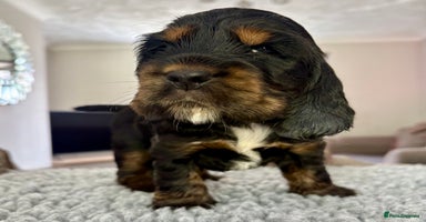 Cocker Spaniel dogs - Advert 4