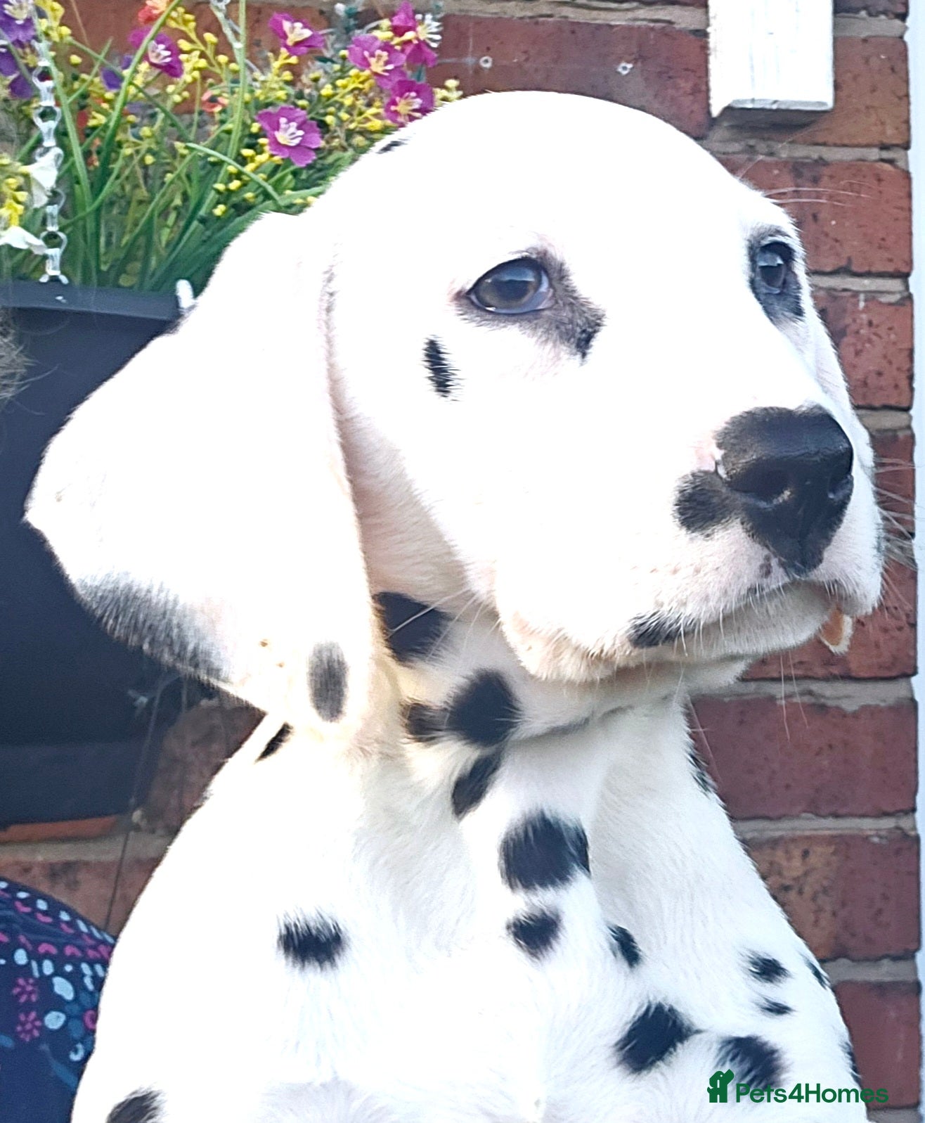 Dalmatian dogs Champion Lines Dalmatian Puppies - Advert 2