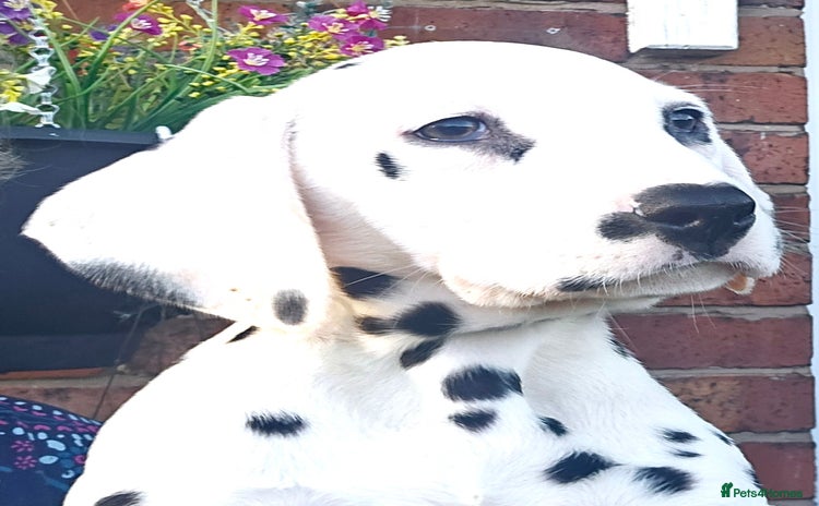 Dalmatian dogs Champion Lines Dalmatian Puppies - Advert 3