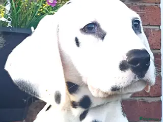 Dalmatian dogs Champion Lines Dalmatian Puppies - Advert 3