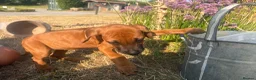 Rhodesian Ridgeback dogs for sale: Rhodesian Ridgebacks Ready to go - Advert 8