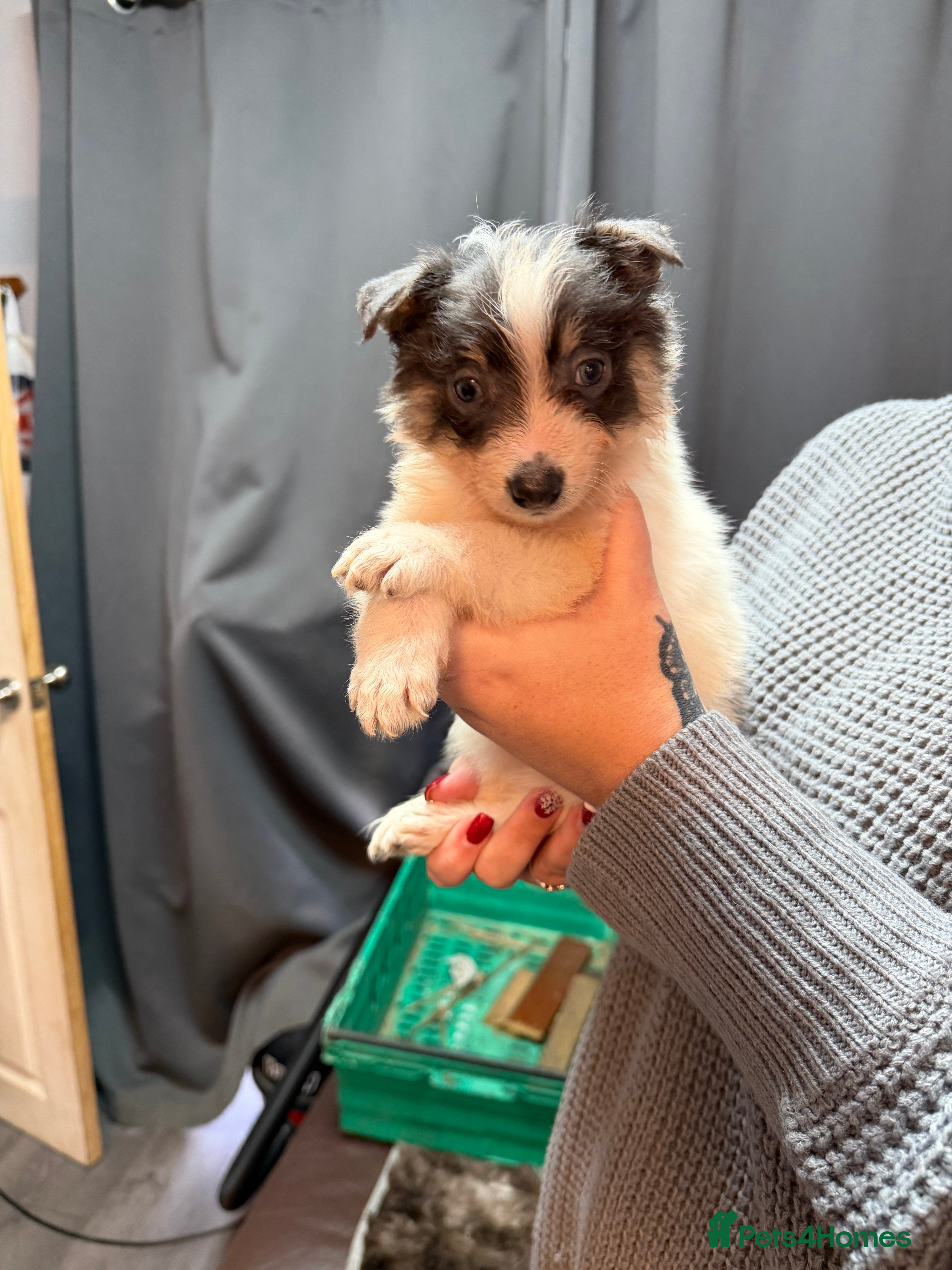 Border Collie dogs 10 amazing puppies - Advert 6