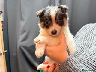 Border Collie dogs 10 amazing puppies - Advert 7