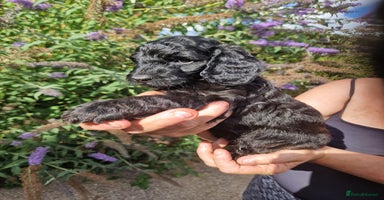 Cockapoo dogs - Advert 5