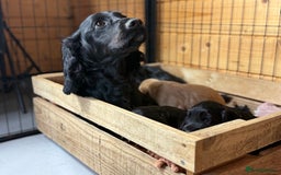 Cocker Spaniel dogs for sale: Cracking Pedigree Family Cocker Spaniel Puppys - Image 6