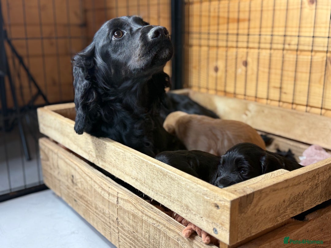 Cocker Spaniel dogs for sale: Cracking Pedigree Family Cocker Spaniel Puppys - Image 6
