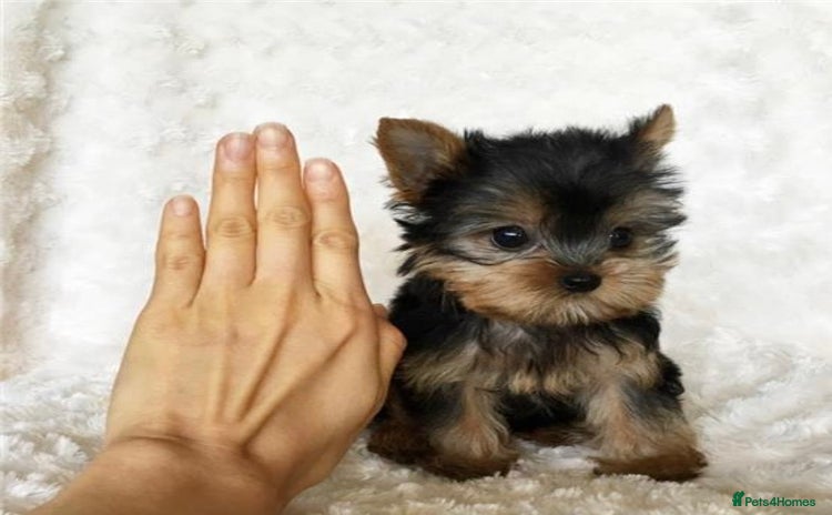 Yorkshire Terrier dogs - Advert 12