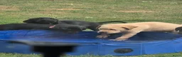 Labrador Retriever dogs for sale: Black labs  - Advert 3