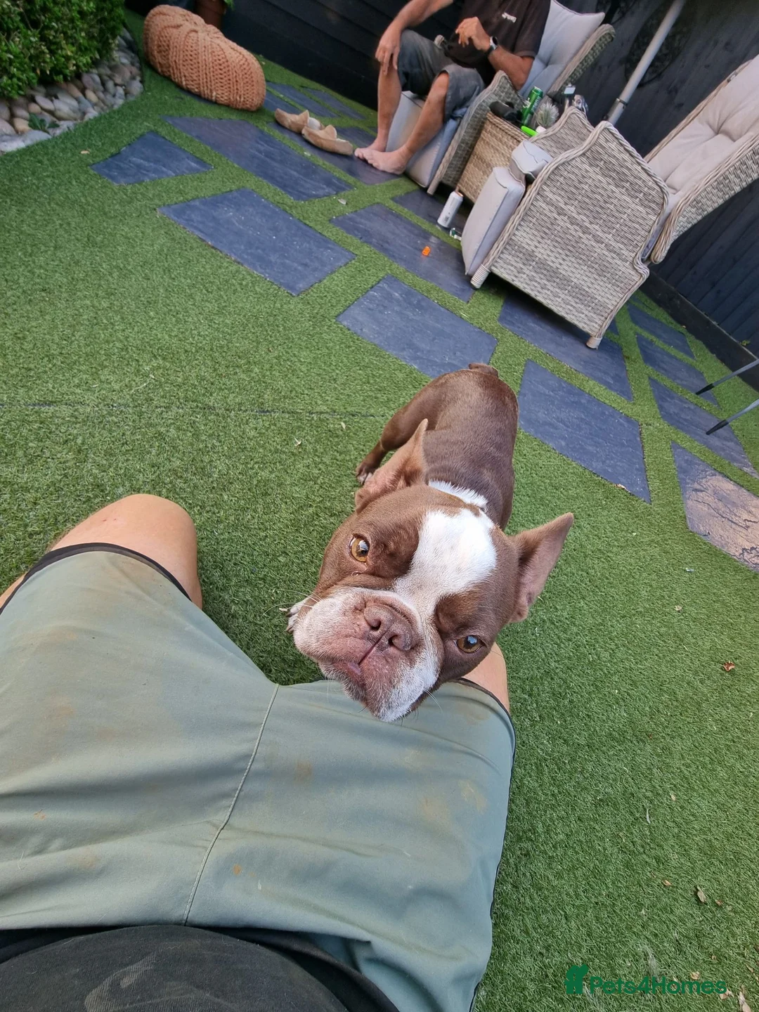 French Bulldog dogs for sale: Loving French bulldog pure breed girl  in Kidlington - Advert 1