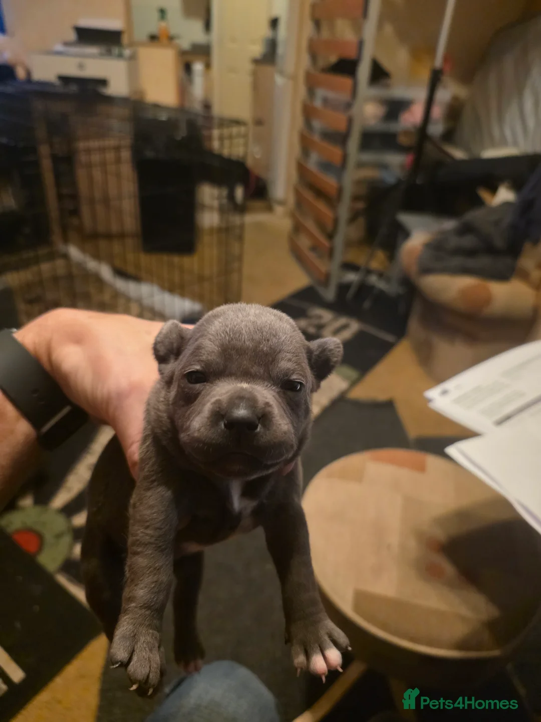 Staffordshire Bull Terrier dogs for sale: Blue Staffordshire Bull Terrier - Advert 20