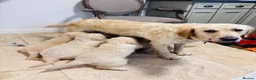 Golden Retriever dogs for sale: Golden retriever puppies - Advert 1