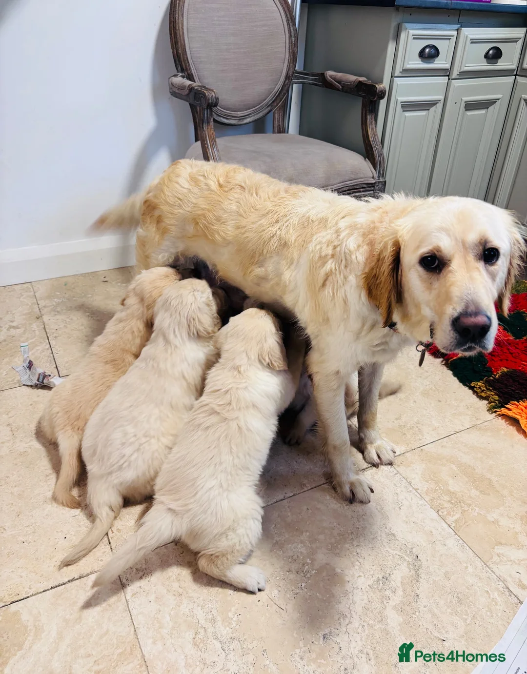 Golden Retriever dogs for sale: Golden retriever puppies - Advert 1