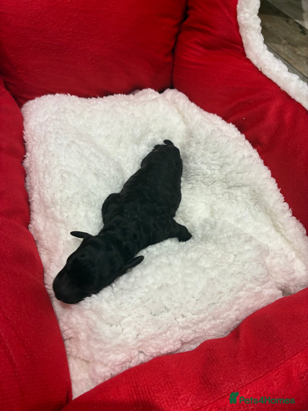 Miniature Poodle dogs for sale: beautiful miniature poodles  - Advert 6