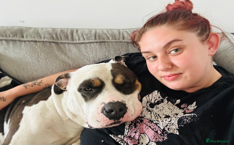 American Bulldog dogs - Advert 1