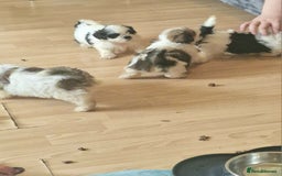 Shih Tzu dogs for sale: 🐾 Amazing Purebred Shih Tzu Puppies Crawley 🐾 - Advert 12