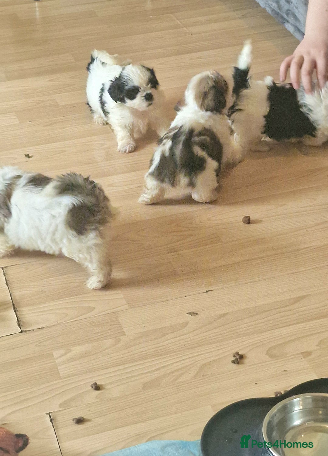 Shih Tzu dogs for sale: 🐾 Amazing Purebred Shih Tzu Puppies Crawley 🐾 - Advert 12