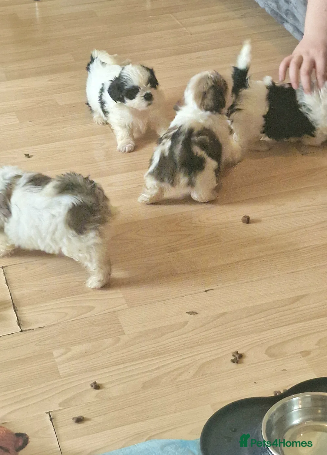 Shih Tzu dogs for sale: 🐾 Amazing Purebred Shih Tzu Puppies Crawley 🐾 - Advert 12