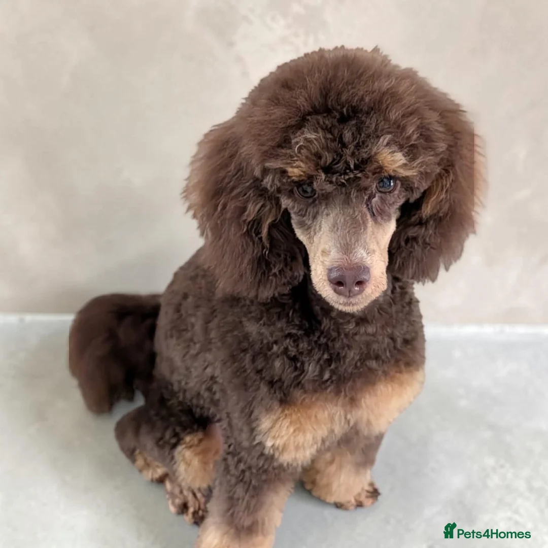 Toy Poodle dogs for stud: Phantom toy poodle for stud  in Shildon - Advert 3