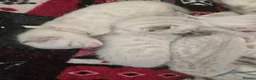 Bengal cats for sale: 🌟 Stunning pure bengal snow kittens 🎉 - Advert 22