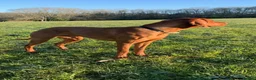 Hungarian Vizsla dogs for sale: Stunning Hungarian vizsla puppies x9 - Advert 12